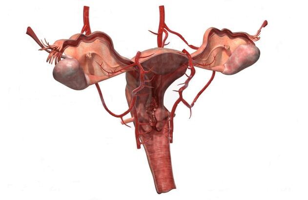 Gründe für die Entstehung von Krampfadern des kleinen Beckens