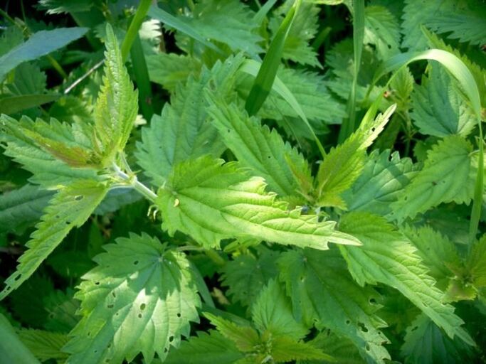 Brennnessel ist ein wirksames Mittel zur Behandlung von Krampfadern im Frühstadium
